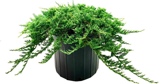 Blue Rug Juniper | Extra Large 3 Gallon Plant | Live Ground Cover Evergreen Shrubs for Landscaping, Garden, Slope Control - Drought Tolerant, Low Maintenance