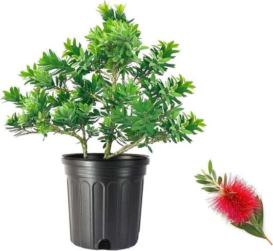 Little John Dwarf Bottlebrush | Large Gallon Size Plants | Callistemon