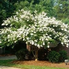 Crape Myrtle Natchez | Extra Large 3 Gallon Plants | Lagerstroemia Indica | Beautiful Low Maintenance White Blooming Flowering Tree