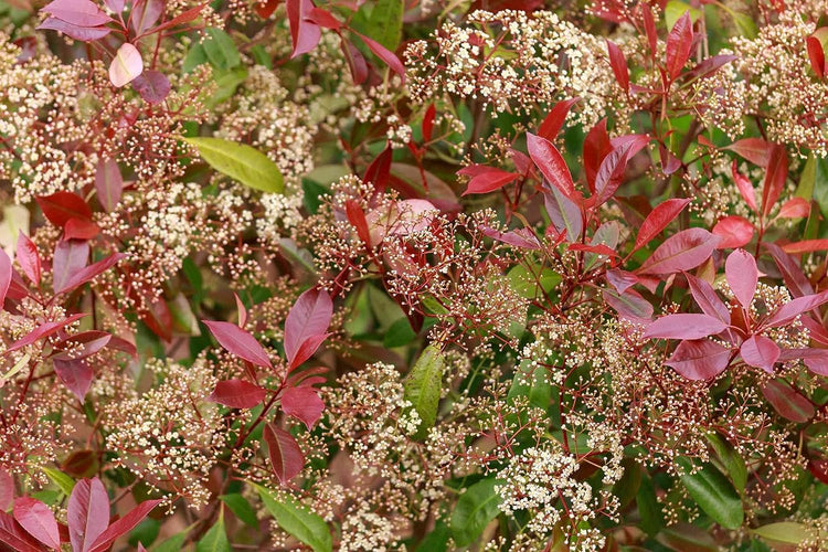 Photinia Red Tip | Large Gallon Size Plants | Photinia x Fraseri