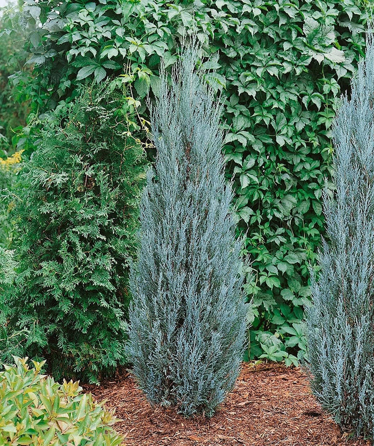 Blue Arrow Juniper - Live Gallon Size Trees - Juniperus Scopulorum - Formal Evergreen Privacy Screening Plants