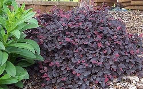 Loropetalum Ruby | Large Gallon Size Plants | Chinese Fringe Flower | Evergreen Flowering Shrub