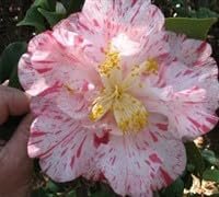 Camellia Japonica Rebel Yell I Extra Large 3 Gallon Plants I White and Pink Stripe Flowering Lush Pink Blooms, Live Plant for Gardens & Patios