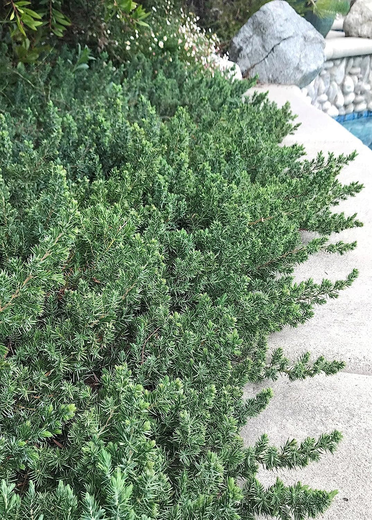 Juniper Blue Pacific | Live Plants | Hardy Drought Tolerant Evergreen Ground Cover