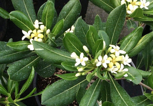 Pittosporum Compact Green I Large Gallon Size Plants I Pittosporum Tobira I Live Evergreen Shrub for Year-Round Foliage, Ideal for Hedges, Borders, and Decorative Planting (1 Plant)