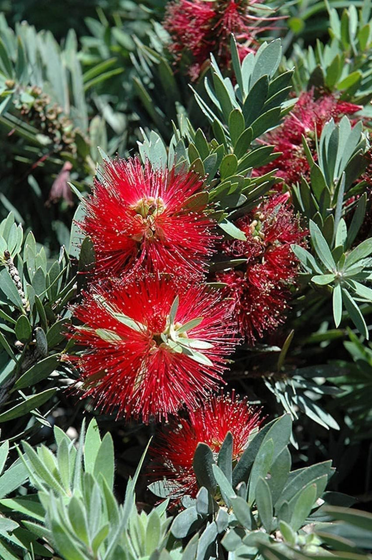 Little John Dwarf Bottlebrush | Live Plants | Callistemon | Compact Blooming Shrub | Attracts Hummingbirds and Butterflies