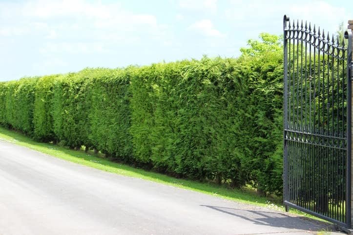 Murray Cypress Tree | Large Quart Size Containers | Cupressus x Leylandii | Live Upright Screening Evergreen Hedge Plant