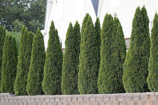 Arborvitae Emerald Green | Live 4 Inch Pots | Thuja Occidentalis Smaragd Tree | Evergreen Privacy Screening Hedge Plants