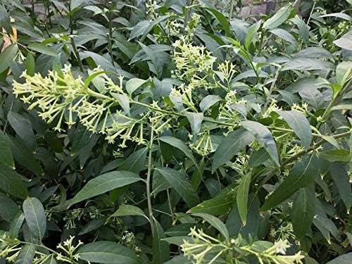 Night Blooming Jasmine - Live Plants - Jessamine Cestrum Nocturnum - Fragrant Blooming Vine