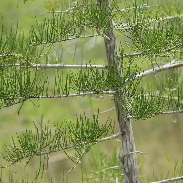 Pond Cypress | Live Trees | Taxodium Ascendens | Wet Tolerant Fast Growing Shade Tree