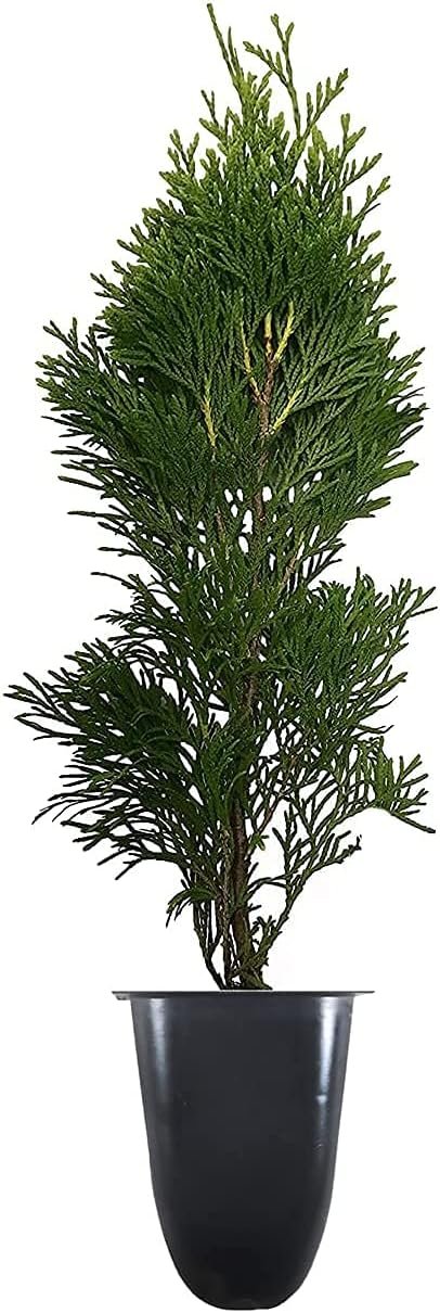 Thuja Emerald Green Arborvitae | Live Plants | Evergreen Privacy Hedge Tree Shrub