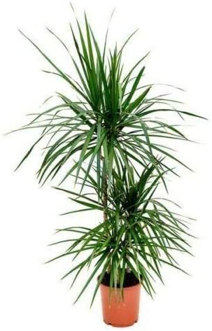 Madagascar Dragon Tree | Live Dracaena Marginata | 4 Feet Tall | Large Beautiful Florist Quality House Plant