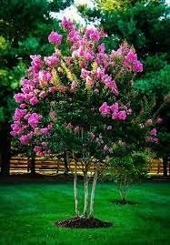 Crape Myrtle Hopi Rose Pink | Extra Large 3 Gallon Plants | Soft Rose-Pink Blossoms, Live Plant, Ornamental Shrub for Tranquil Garden Settings