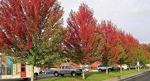 Red Maple Tree | Live Trees | Acer rubrum | Native American Beauty Fast-Growing Shade Tree | Fall Foliage Wildlife-Friendly Habitat