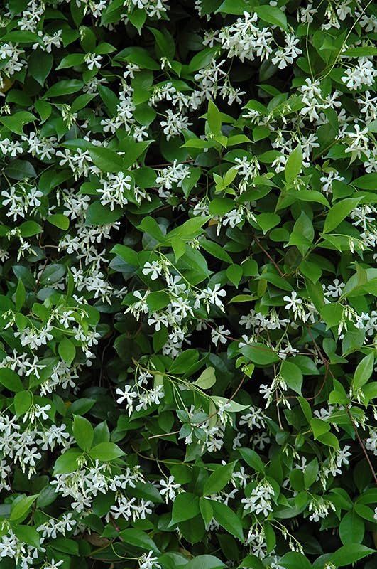 Star Confederate Jasmine I Large Gallon Size Plants I Trachelospermum Jasminoides I Live Fragrant White Star-Shaped Flowers, Perfect for Trellises, Fences, and Arbors (2 Plants)