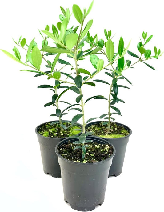 Arbequina Olive Tree | Live 4 Inch Pots | Grow Your Own Olives Indoors