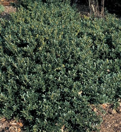 Hoogendoorn Holly Shrub I Live Plants I Ilex Crenata | Lustrous Evergreen for Hedging, Privacy Screens, and Decorative Accents (10 Plants)