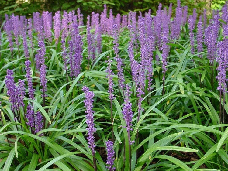 Super Blue Liriope Muscari | Large Gallon Size Plants | Drought Tolerant Ornamental Grass