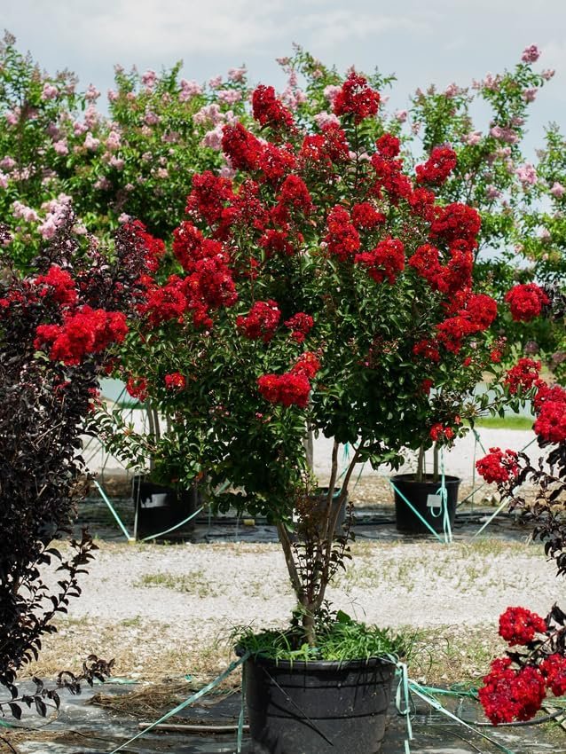 Crape Myrtle Dynamite Red | Live Plants | Vivid Red Blooms & Hardy Growth, Live Plant, Ornamental Shrub for Striking Garden Display (40 Plants)