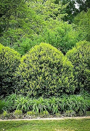 Needlepoint Chinese Holly - Ilex Cornuta - Live Quart Size Plants - Low Maintenance Screening Evergreen Hedge