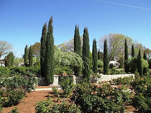 Italian Cypress Tree | Large Gallon Size Trees | Cupressus Sempervirens