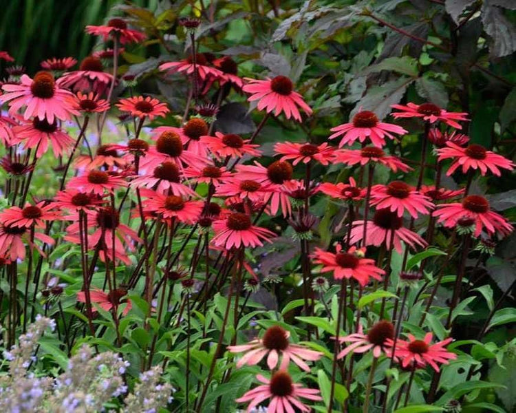 Echinacea 'Solar Flare' | Live Plants I Coneflower Striking Orange Bloom Perennial I Low-Maintenance I Ideal for Sunset Gardens (20 Plants)