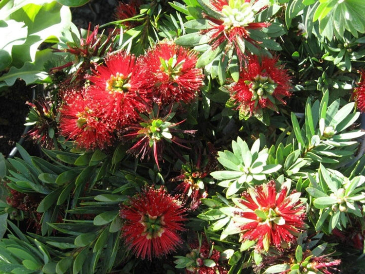 Little John Dwarf Bottlebrush | Live Plants | Callistemon | Compact Blooming Shrub | Attracts Hummingbirds and Butterflies