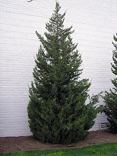 Robusta Green Juniper | Live Gallon Size Trees | Juniperus Chinensis | Drought Tolerant Cold Hardy Evergreen Screening Plant