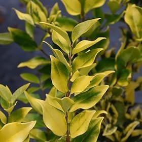 Ligustrum Japonicum Howard I Large Gallon Size Plants I Variegated Privet Howard I Quality, Evergreen Japanese Privet Shrub for Ornamental Landscaping, Fast-Growing, Low-Maintenance (2 Plants)