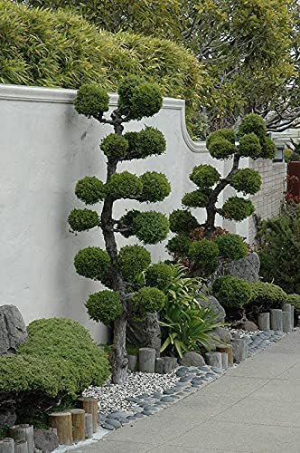 San Jose Juniper | Live Gallon Size Plant | Juniperus Chinensis | Bonsai Drought Tolerant Cold Hardy Evergreen Groundcover