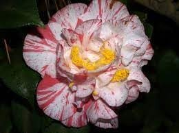 Camellia Japonica Rebel Yell I Extra Large 3 Gallon Plants I White and Pink Stripe Flowering Lush Pink Blooms, Live Plant for Gardens & Patios