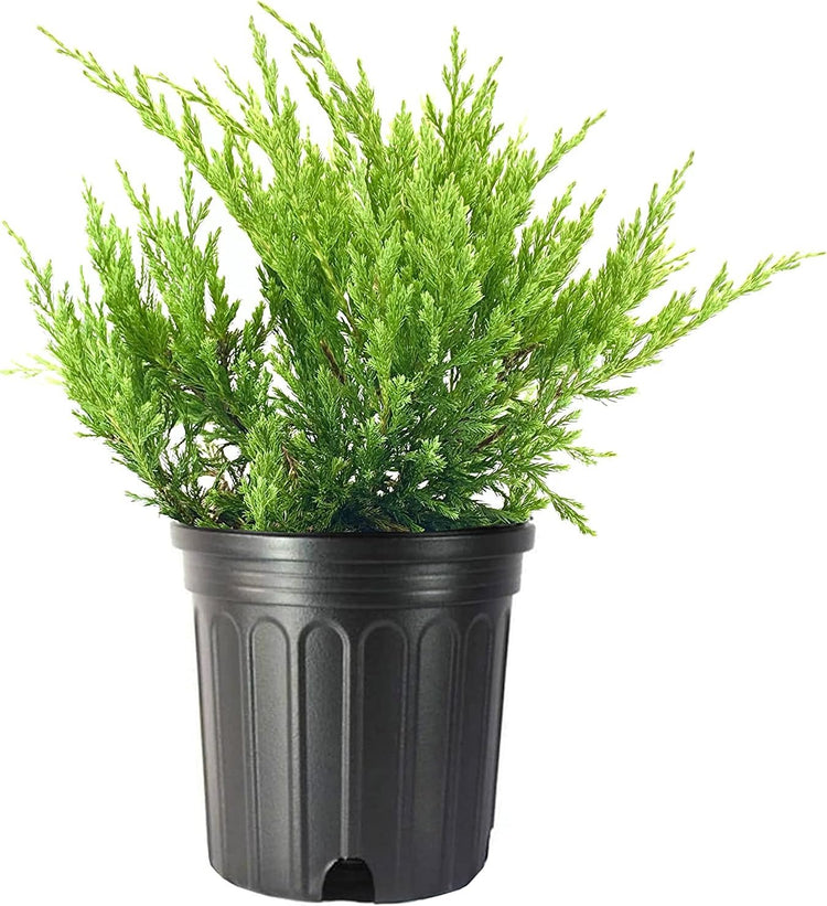 Juniper Andorra Compacta - Live Gallon Size Plant - Juniperus Horizontalis - Drought Tolerant Evergreen Cold Hardy Groundcover