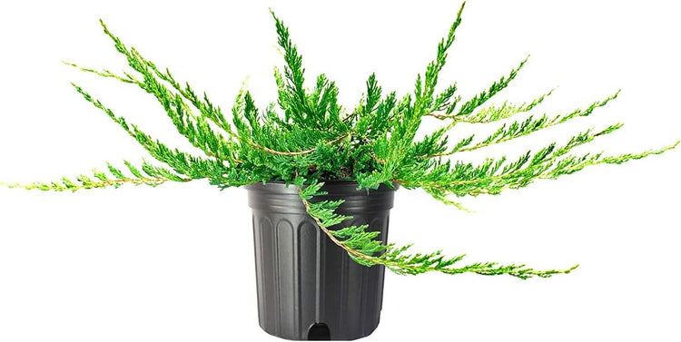 Juniper Bar Harbor - Live Gallon Size Plant - Juniperus Horizontalis - Drought Tolerant Cold Hardy Evergreen Groundcover