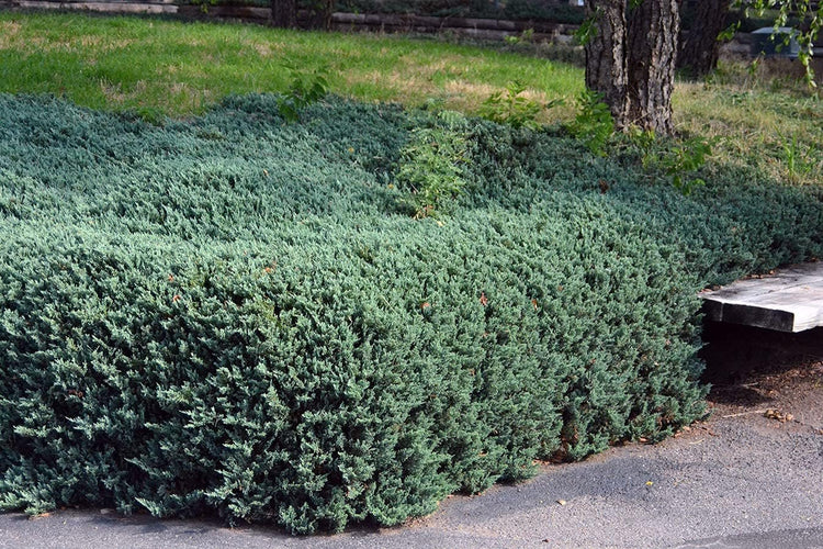 Juniper Bar Harbor - Live Gallon Size Plant - Juniperus Horizontalis - Drought Tolerant Cold Hardy Evergreen Groundcover