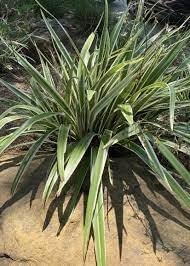 Variegated Flax Lily I Large Gallon Size Plants I Dianella Tasmanica I Live Striking Green and White Foliage, Drought-Resistant, Evergreen Perennial