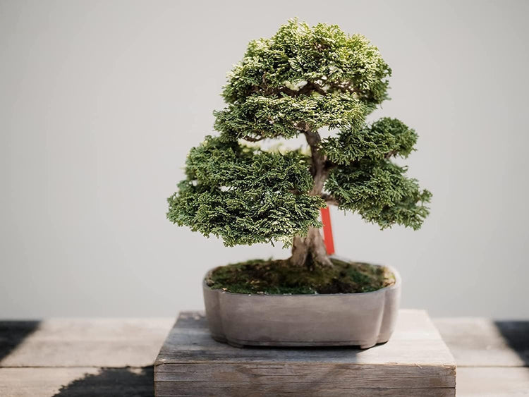 Shimpaku Juniper | Live 4 Inch Pots | Pre-Bonsai Juniperus Chinensis Plants | Symbol of Harmony Balance Meditation and Peace