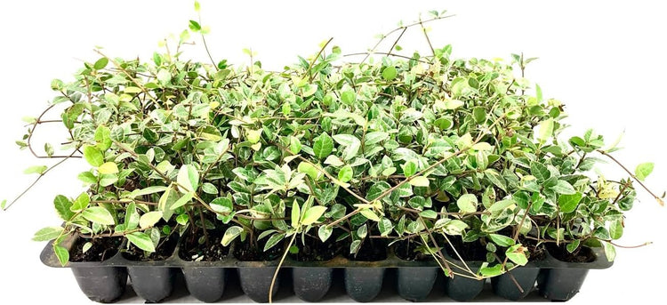 Variegated Asiatic Jasmine Minima | Live Plants | Easy-Grow Ground Cover | Lush, Trailing Green and White Foliage | Perfect for Gardens and Landscape Borders | Hardy Evergreen Plant