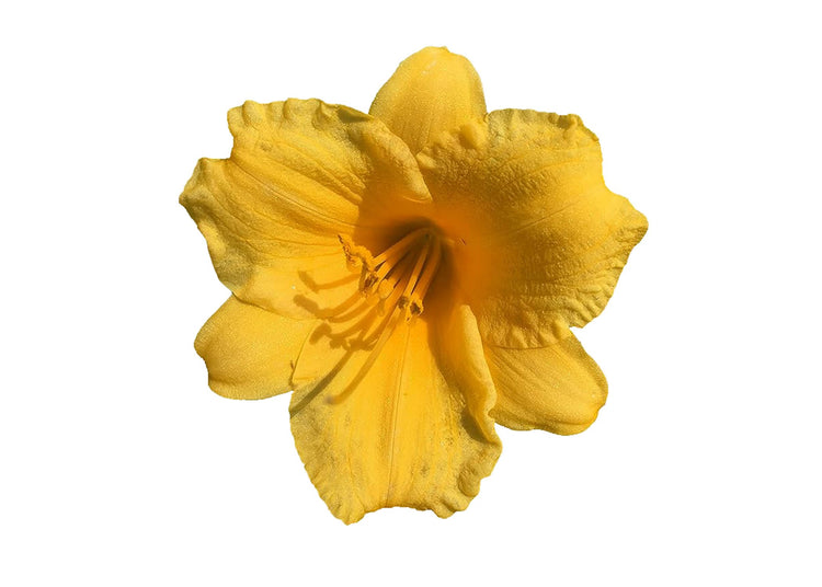 Daylily Stella D' Oro | Live 3 Inch Pots | Hemerocallis | Yellow Flowers I Rich Golden Blooms, Perennial Garden Jewel, Easy-to-Grow for Year-Round Beauty