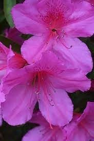 Azalea Purple Formosa | Extra Large 3 Gallon Plant | Vibrant & Lush, Large Purple Blooms, Hardy & Adaptable Shrub for Landscapes, Gardens, or Containers, Low-Maintenance