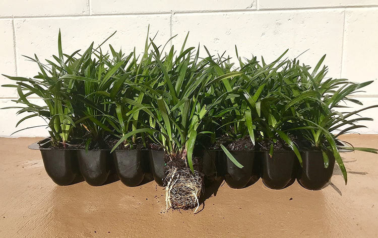 Super Blue Liriope Muscari - Live Plants - Evergreen Ground Cover Grass