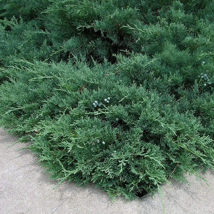 Juniper Blue Sargent - Live 4 Inch Pots - Juniperus Chinensis - Drought Tolerant Cold Hardy Evergreen Groundcover Plants