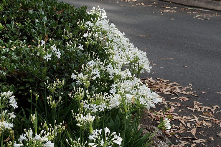 Agapanthus Getty White - Live Plants - Blooming Groundcover Grass