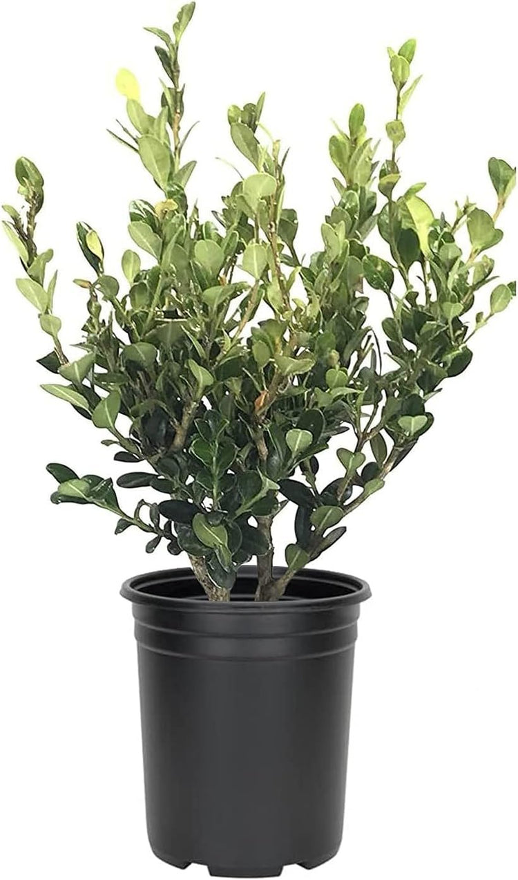 Wintergreen Korean Boxwood - Live Gallon Size Plants - Buxus Microphylla