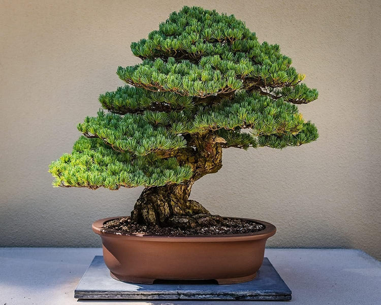 Shimpaku Juniper | Live 4 Inch Pots | Pre-Bonsai Juniperus Chinensis Plants | Symbol of Harmony Balance Meditation and Peace