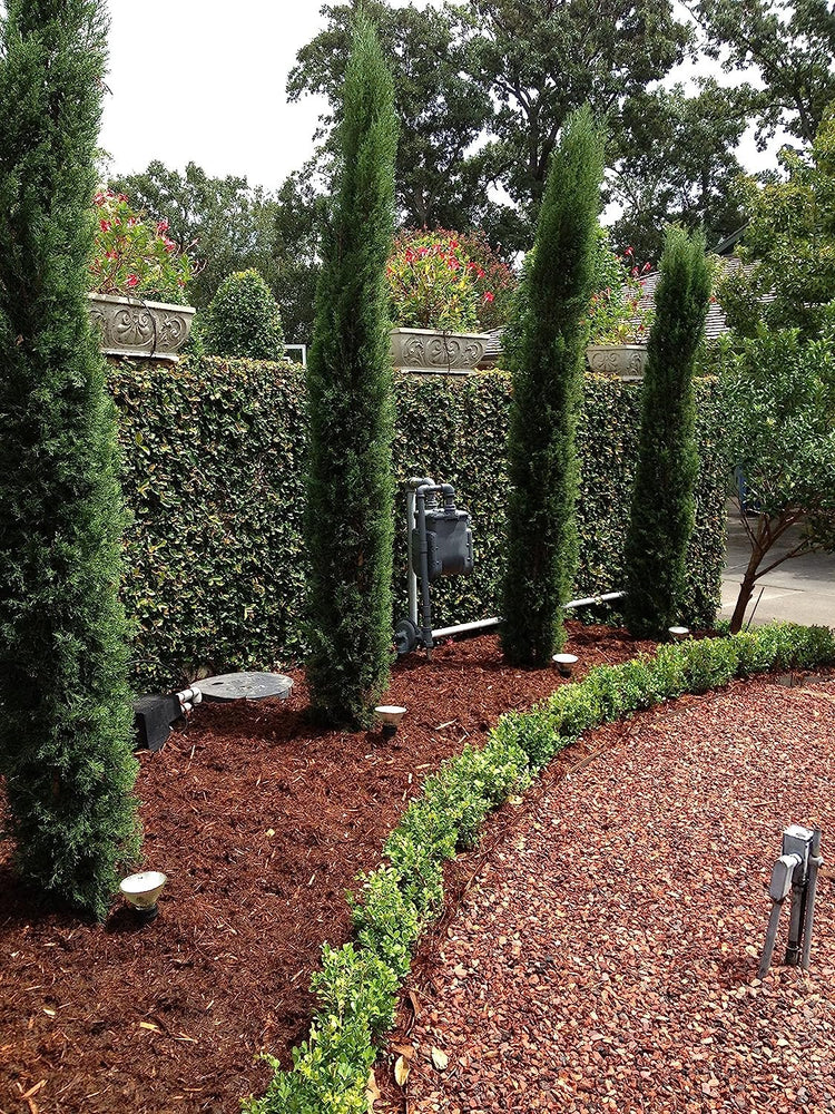 Italian Cypress Tree | Large Gallon Size Trees | Cupressus Sempervirens