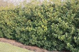 Tea Olive Fortunei | Live Plants | Fragrant Osmanthus Plant for Garden and Landscape, Fast Growing Evergreen Shrub