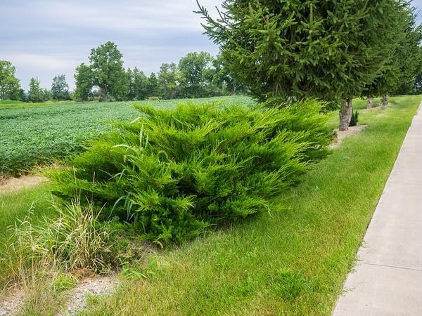 Seagreen Juniper | Extra Large 3 Gallon Plants | Elegant & Hardy Evergreen Shrub, Perfect for Ground Cover, Landscaping, Topiary & Bonsai, Vibrant Foliage for Garden & Outdoor Spaces (1 Plant)