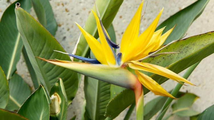 Yellow Bird of Paradise| Live Plants | Mandela's Gold | Strelitzia Reginae