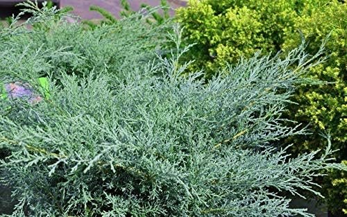 Juniper Angelica Blue - Live Gallon Size Plants - Juniperus Chinensis - Drought Tolerant Evergreen Cold Hardy Shrub