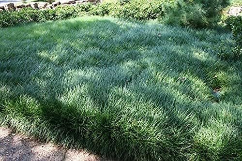 Mondo Grass Ophiopogon Japonicus | Live Pips Bare Root Plants | Live Shade Loving Evergreen Groundcover Plants